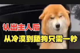 当狗子认出自己主人时，从冷漠到舔狗只需一秒视频封面