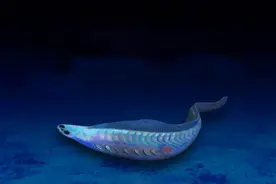 你的耳朵上方有一个小孔吗？你是否知道它是人类祖先的“指南针”视频封面