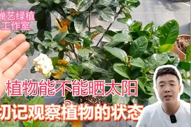 植物能不能晒太阳？切记观察植物的表现视频封面
