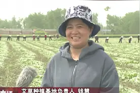 野草变成“金叶子” ！泗洪县金锁镇千亩艾草收割进行时！视频封面