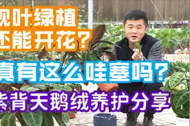 紫背天鹅绒养护分享。把握好这几点，叶片美观还能开花。视频封面