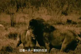 恩爱狮子以二敌六惨烈战败，母狮带领3只幼狮被迫逃命躲避视频封面