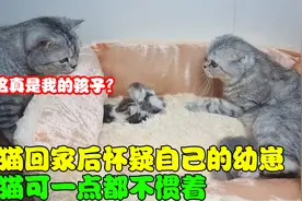 公猫离家2个月，回来后竟怀疑起幼崽的身世，母猫可一点都不惯着