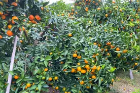 广西农村小伙种植20亩沙糖桔，果树都变型了，这是要发财的节奏视频封面