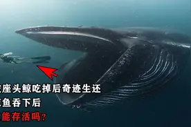 男子被座头鲸吃掉后奇迹生还，人被鲸鱼吞下后，真的还能存活吗？视频封面