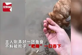 大黄狗陪主人钓鱼，全程“猪队友”操作笑喷网友-整顿狗肉火锅吧视频封面