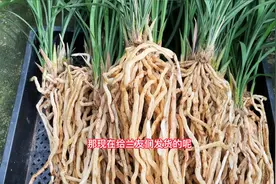 龙字之大气磅礴，是春兰中少有的，如果不养一大盆绝对是遗憾