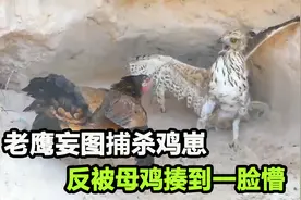 老鹰捉小鸡不成，反被老母鸡一顿狂追猛啄，落荒而逃视频封面
