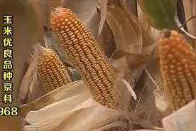 农博士：京科968适应性很广，不仅适合种植范围大，还耐旱耐瘠薄视频封面