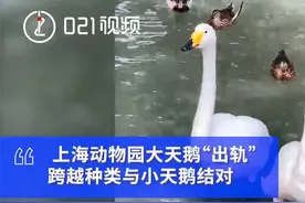 上海动物园的公天鹅出轨：找到新欢小天鹅，不再与原本的母鹅结对视频封面