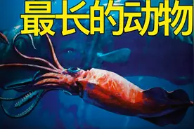最长的16个动物大比拼：第一名超乎意料 身长可达50米