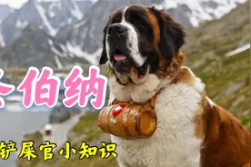 作为一个国家的象征，人类守护神，瑞士国宝圣伯纳犬了解一下视频封面