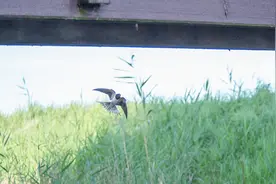 【语文大师】绝句——唐 杜甫视频封面