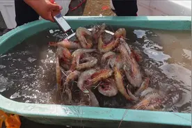 天津开海了，北塘渔港刚下船的大对虾，100元一斤，这价格贵吗？视频封面