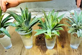 吃剩的菠萝头不要扔，利用水培方式种植，后面的结果没人能想到视频封面