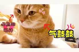 当打扰猫咪睡觉时，它气的差点没把我吃咯