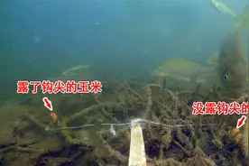 玉米钓鱼需不需要露钩尖？这个视频应该能告诉你答案视频封面