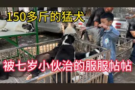150多斤的猛犬，被一个7岁小伙驯服，竟然没有任何野性，太温顺了视频封面
