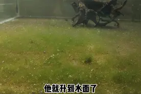 闲着无聊，看鱼缸内的水藻吐气泡，为什么鱼缸里这么多气泡？视频封面