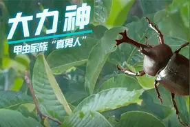 犀金龟是害虫，但却是国家二级保护动物？具有抗癌作用，严禁捕捉