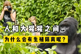 人和大猩猩之间，为什么会有生殖隔离？科学家到底是怎么发现的？视频封面
