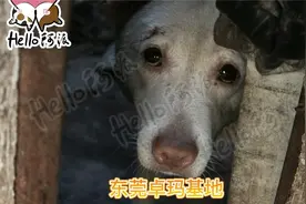 东莞卓玛基地：这间救助站不是最苦的，但却是最甜的