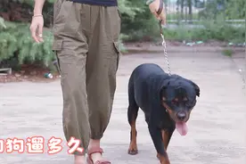 遛狗狗需要遛多久呢？各个狗狗情况可是不一样的，听佳佳细说一下
