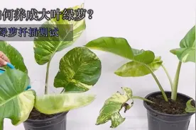 为什么绿萝爬树后，叶子会越长越大，大叶绿萝扦插后会怎么样？视频封面