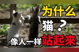 猫为什么像人一样站起来？除了好奇，这个原因让人心酸！
