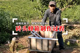 用砖头做蜂箱怎么做？农村养蜂小伙分享制作过程视频封面