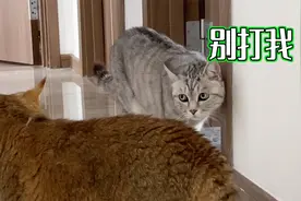 老猫成天欺负小猫，小猫急眼看到老猫就怒吼想打，老猫吓得绕着走