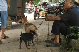 这种长不大的小黑狗，狗主人看好端午节才拉来狗市视频封面