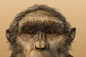 纪录片：第一个人类！她生活在330万年前，是我们人类的老祖母视频封面