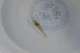 这才是小虾好吃的做法，入嘴酥脆，满口留香，吃后让人念念不忘！