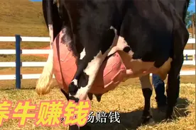 养牛赚钱，必须要注意3个要点，懂行的买牛，靠牛3年买下2套房视频封面
