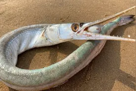 大海退潮后，大庆赶海捡到满嘴牙齿的深海长嘴鱼，八爪鱼还咬人