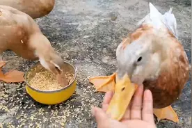 宠物鸭黑黑饿扁了，追着主人咬，该不该打它屁股，教它做鸭呢