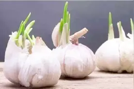 发芽的大蒜还能不能吃呢？不知道真是太可惜了，快告诉家人