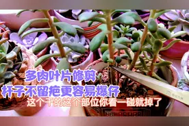 多肉叶片修剪不损伤茎秆的方法，叶片修剪有利于形成老桩和爆仔