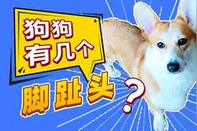 【科普】狗狗有几个脚趾头你知道吗？