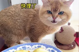 死包榴莲炸一下，一只猫咪骂，一只往脸上蹭！