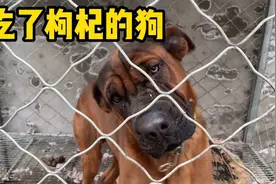 吃了枸杞的狗视频封面