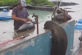 有趣动物盘点：饲养员被大海狮压在墙角！不给小鱼干就不撒手视频封面