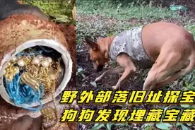 野外部落旧址探宝 狗狗发现埋藏宝藏 狗鼻子堪比探测仪视频封面