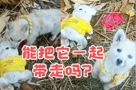 “我是流浪狗，它不是流浪熊“  遗弃小狗被捡后乞求把玩具熊带上视频封面