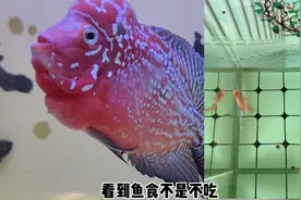 这条罗汉鱼看到食物，总是吃不到，难道是斗鸡眼吗？视频封面