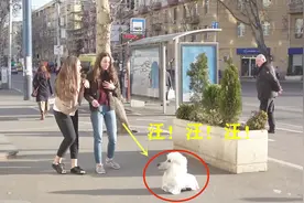 国外恶搞：玩具狗吓人系列，把两个漂亮的妹子吓破了胆！视频封面