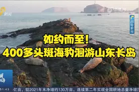 海洋生态系统明显恢复！400多头斑海豹洄游山东长岛,个个憨态可掬视频封面