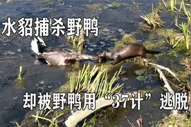 水貂捕杀野鸭，本以为到手之时，却被野鸭用第37计成功逃脱视频封面