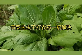 青菜长虫千万别急！一招解决，不打农药，虫子自动消失视频封面